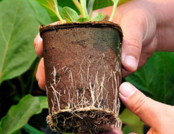 Paper pot for seedlings